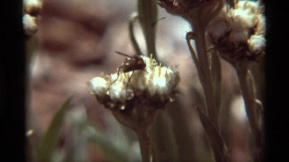 1975 Agate Springs 8mm frame showing a small fly feeding on clustered white flowers, framed by stems and shallow-focus background detail.