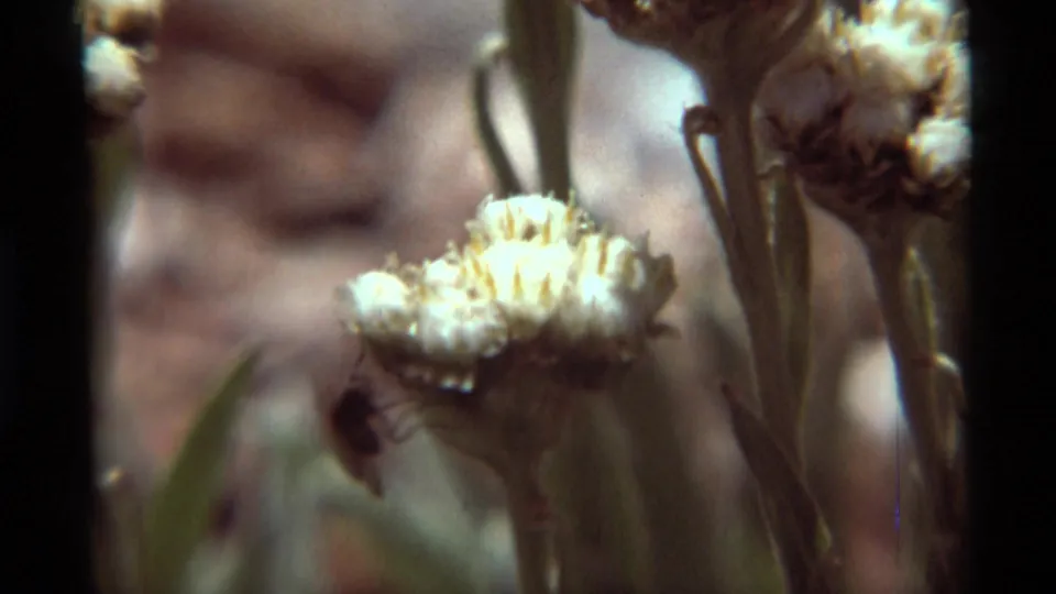 1975 Agate Springs 8mm close-up of a white flower cluster as a small dark fly appears partly below the bloom near dry stems.
