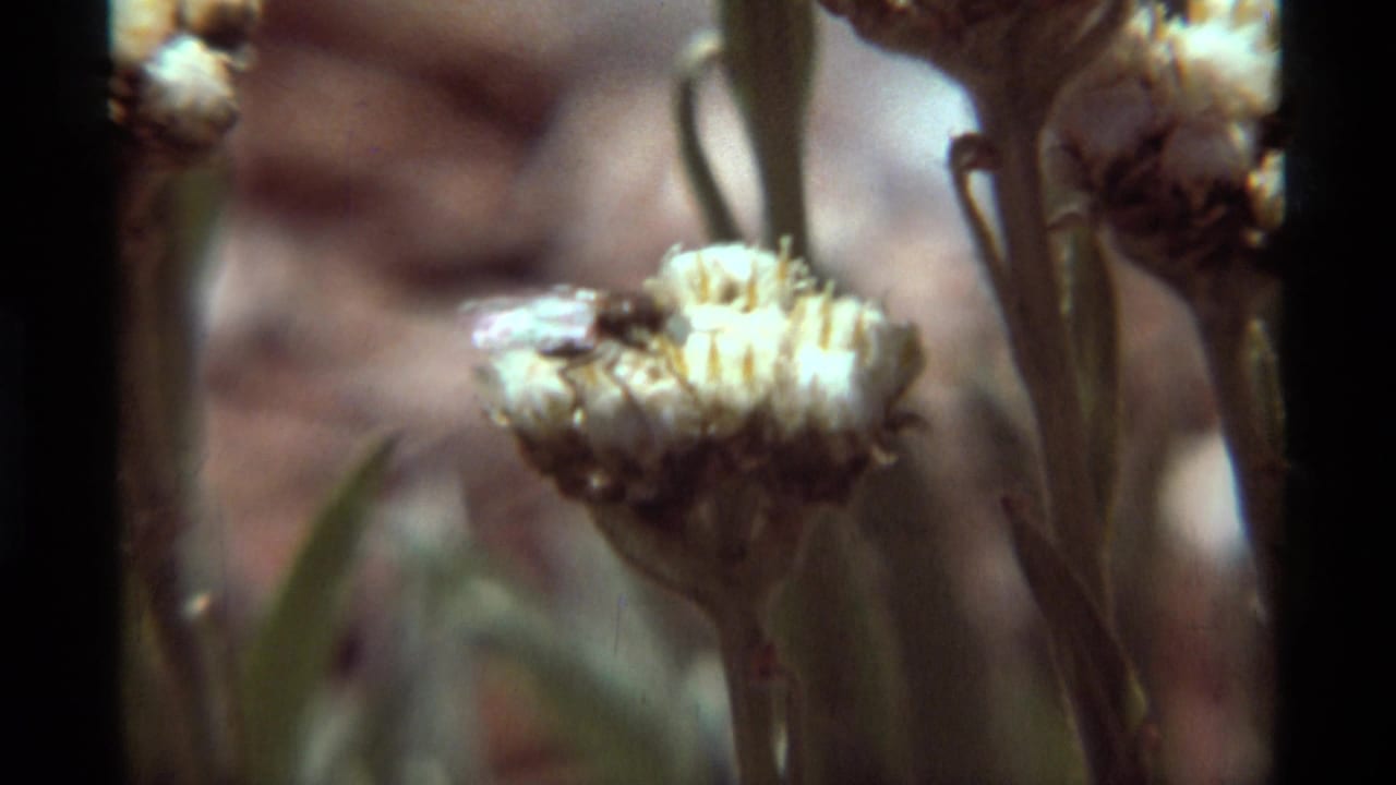 1975 Montana 8mm frame showing a bee near a white cotton-like flower head with stems and muted earth tones behind it.