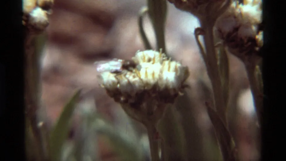 1975 Montana 8mm frame showing a bee near a white cotton-like flower head with stems and muted earth tones behind it.