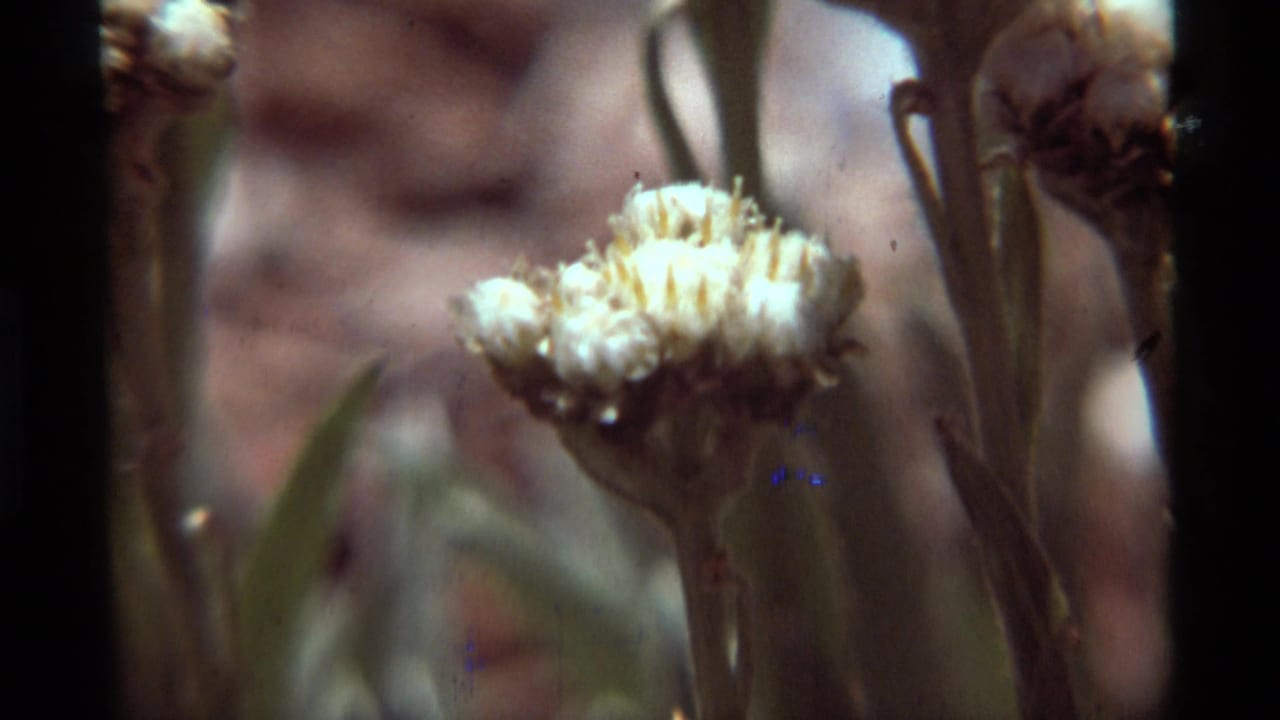 Close-up 8mm frame from Agate Springs showing a white cotton-like bloom and vertical stems in shallow focus.