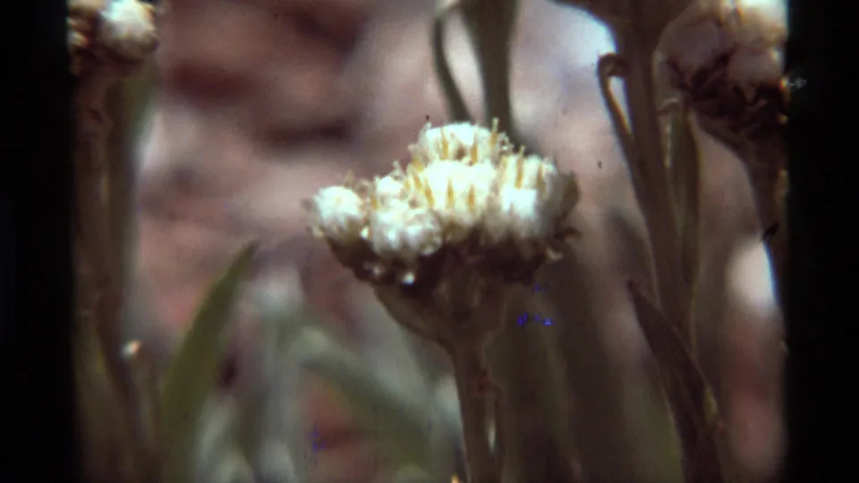 Close-up 8mm frame from Agate Springs showing a white cotton-like bloom and vertical stems in shallow focus.