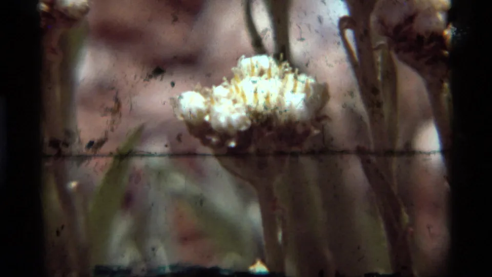 1975 8mm close-up of a white cotton-like flower head with visible film dust, scratches, and soft outdoor background.