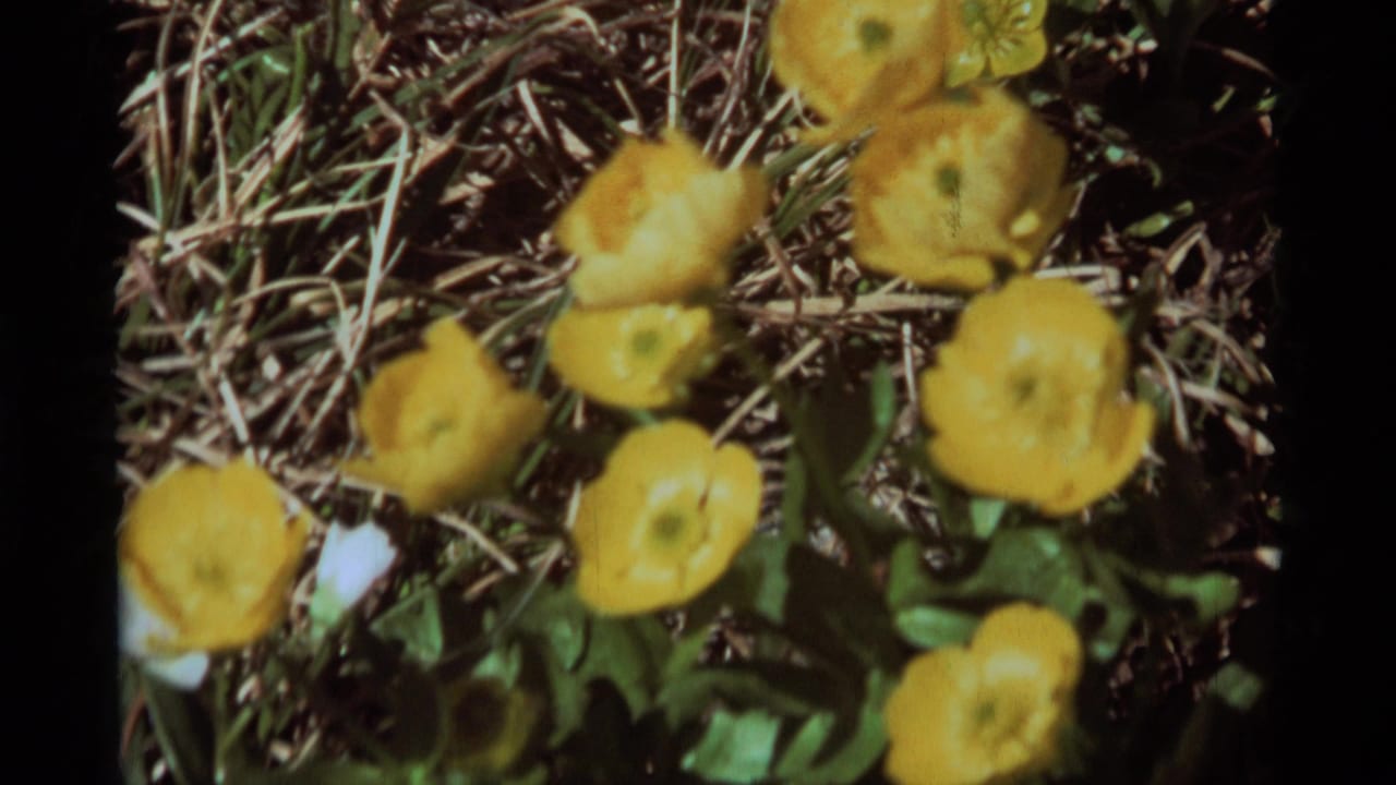 1975 8mm home-movie frame from Agate Springs, Montana, showing yellow flowers, green leaves, and dry grass before the bee close-up.