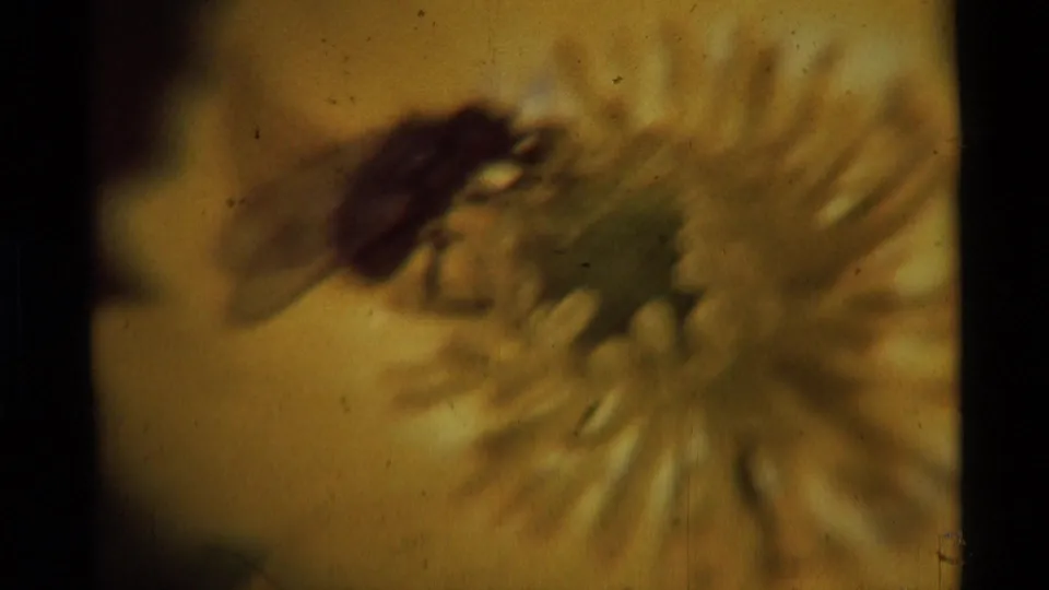 1975 Agate Springs 8mm frame with a softly focused bee positioned on the center of a yellow flower, with warm film color and dark edge falloff.