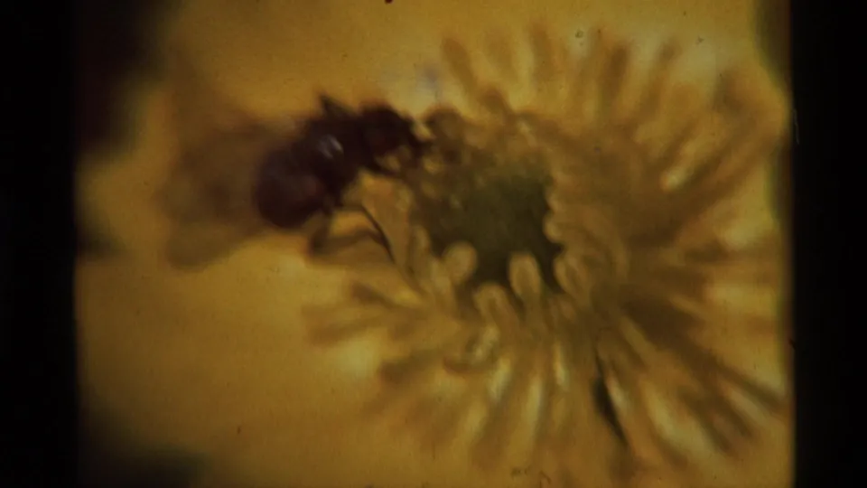 Close 8mm view of a bee in profile on a yellow flower in Agate Springs, Montana, with blurred petals and visible film grain.