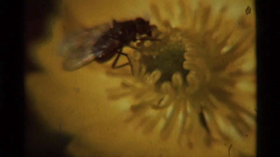 1975 8mm frame showing a bee on a yellow flower in Agate Springs, Montana, with a translucent wing, soft macro focus, and warm faded color.