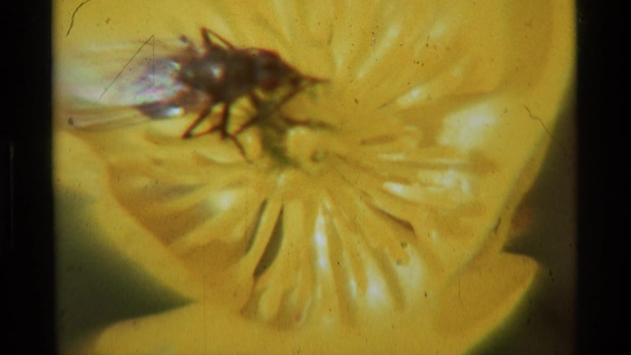 1975 8mm Montana home-movie frame showing a dark fly with visible legs and wings on a yellow flower.