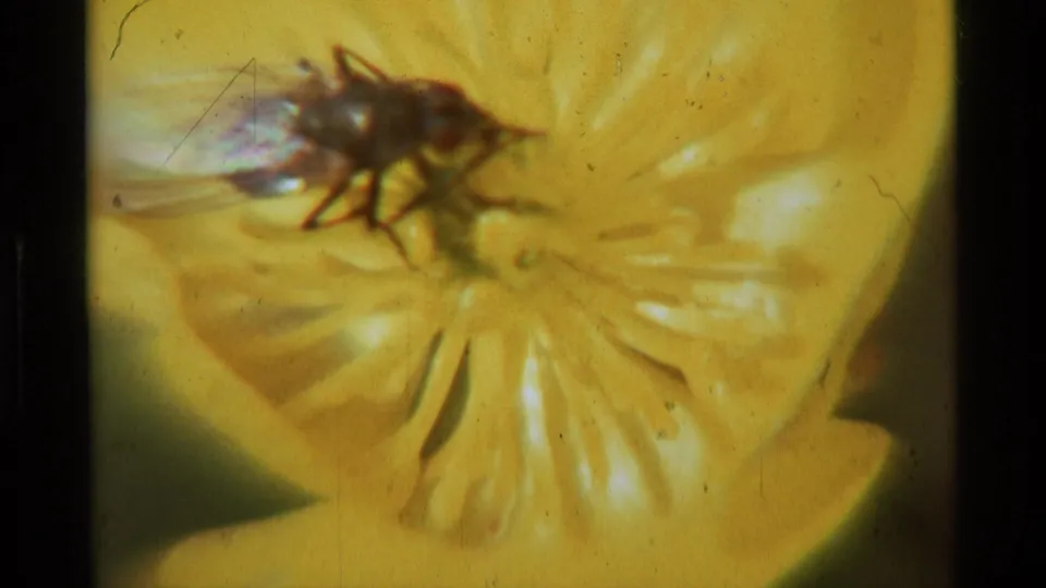 1975 8mm Montana home-movie frame showing a dark fly with visible legs and wings on a yellow flower.