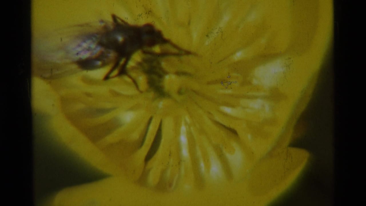 Fly on a yellow flower, framed by black film borders and soft focus.