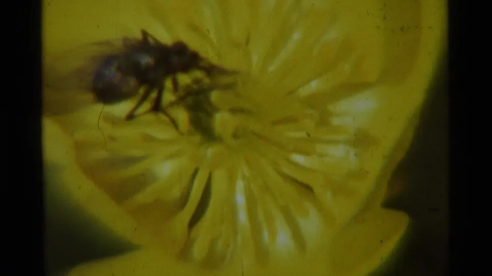 1975 8mm Montana home-movie frame with a fly slightly blurred while perched on a yellow flower.
