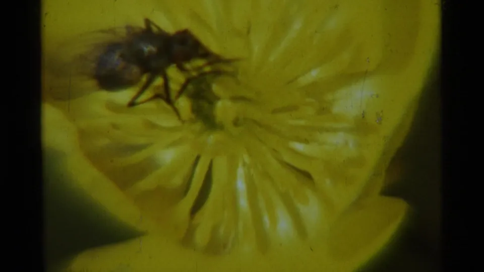 1975 8mm Montana frame showing the fly still on the yellow flower, with petals and film texture visible.