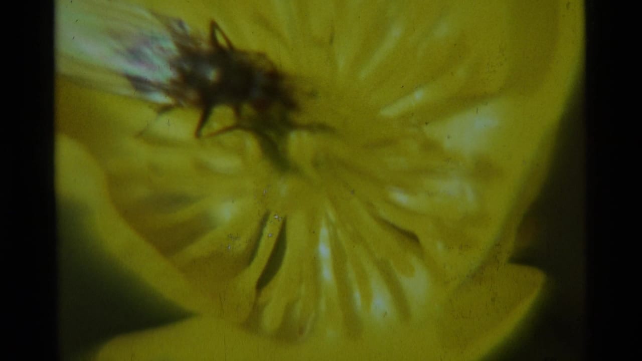Small insect on the center of a yellow flower in close-up.