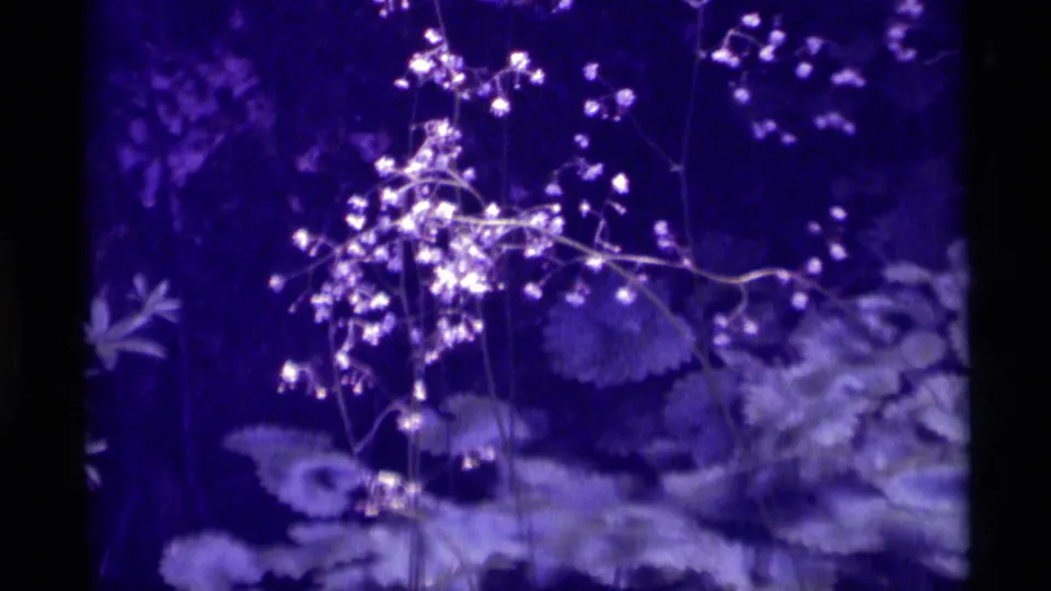 Close 8mm frame of delicate wildflowers and leafy plants, likely from the same Agate Springs, Montana nature sequence.