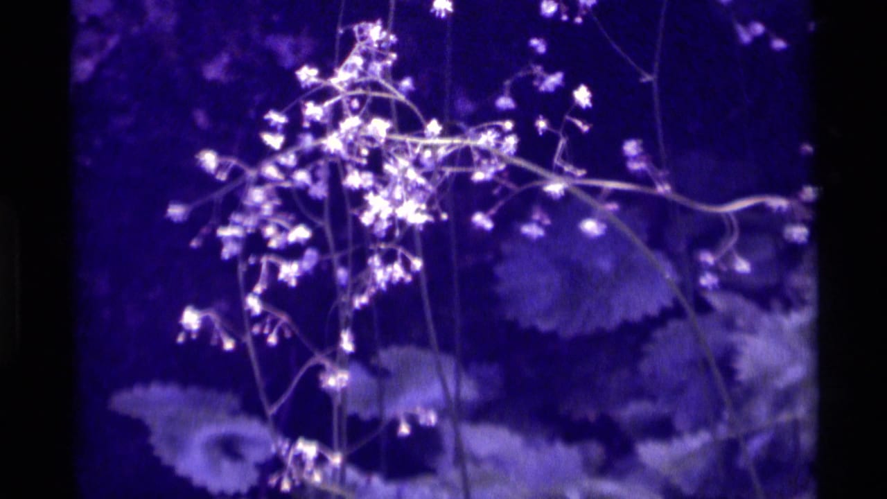 Small white flowers on thin stems against dark foliage with a purple-blue film tint.