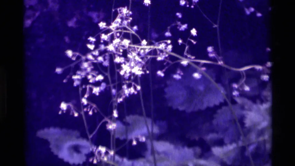 1975 Montana 8mm frame showing delicate white flowers and leaves, rendered with strong purple-blue color shift and soft focus.