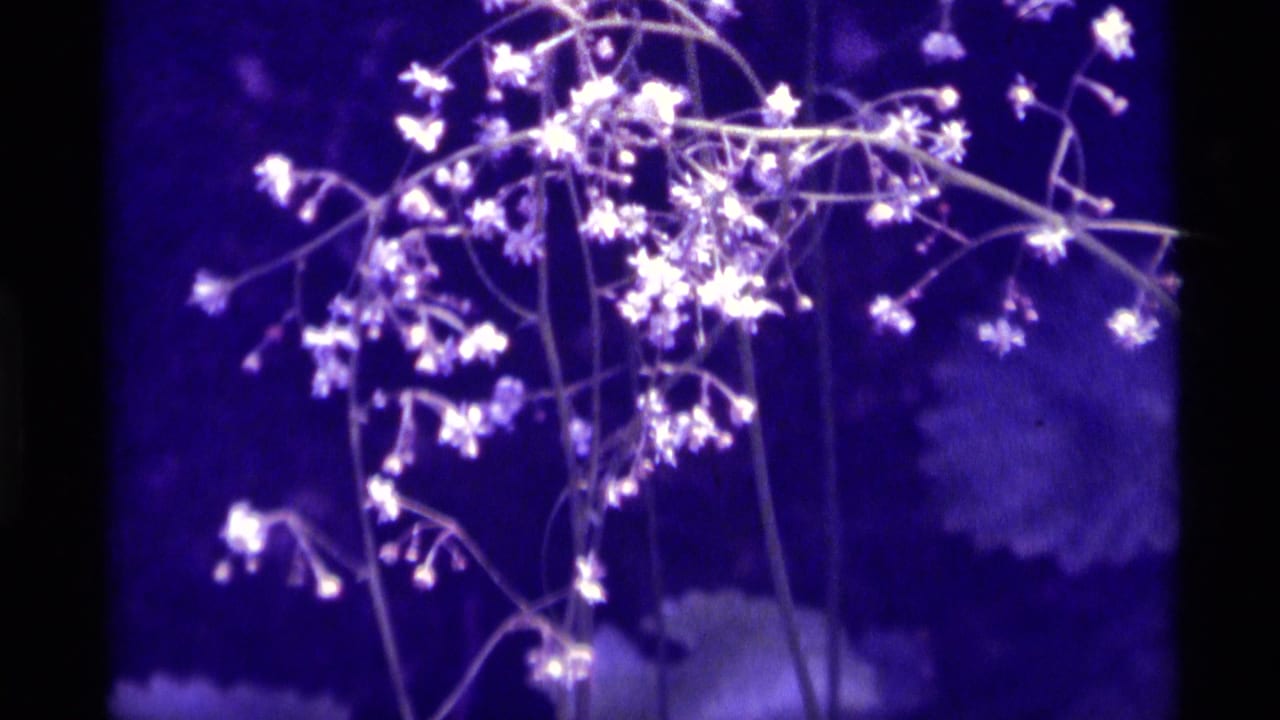 1975 Agate Springs home-movie frame with pale flowers on long stems, dark leaves, and a pronounced purple-blue 8mm color cast.