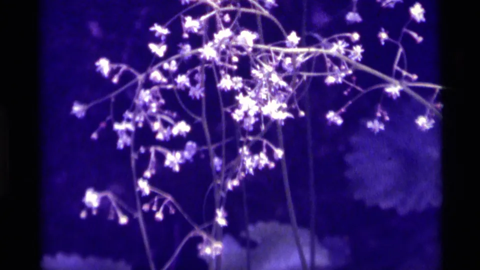 1975 Agate Springs home-movie frame with pale flowers on long stems, dark leaves, and a pronounced purple-blue 8mm color cast.