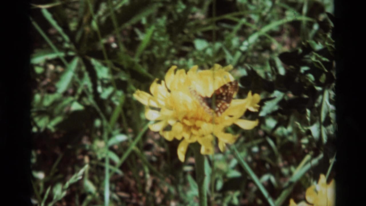 1975 8mm home-movie frame from Agate Springs metadata showing a butterfly resting on a yellow wildflower amid green vegetation.