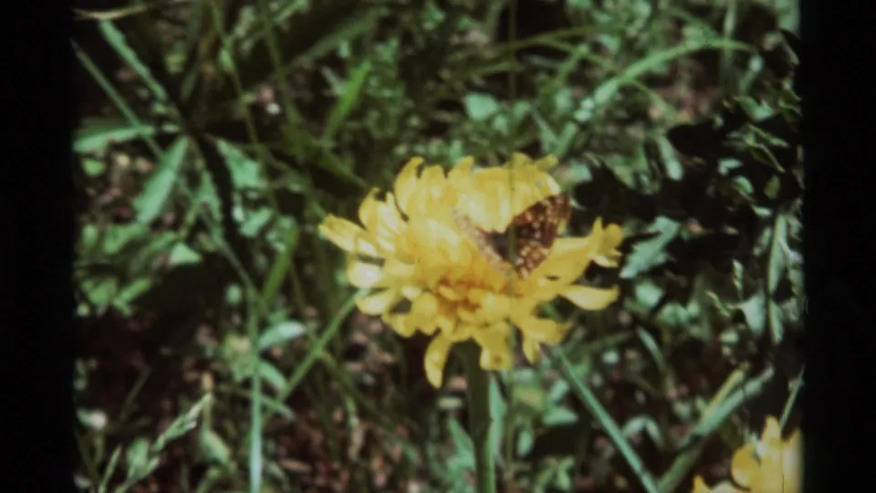 1975 8mm home-movie frame from Agate Springs metadata showing a butterfly resting on a yellow wildflower amid green vegetation.