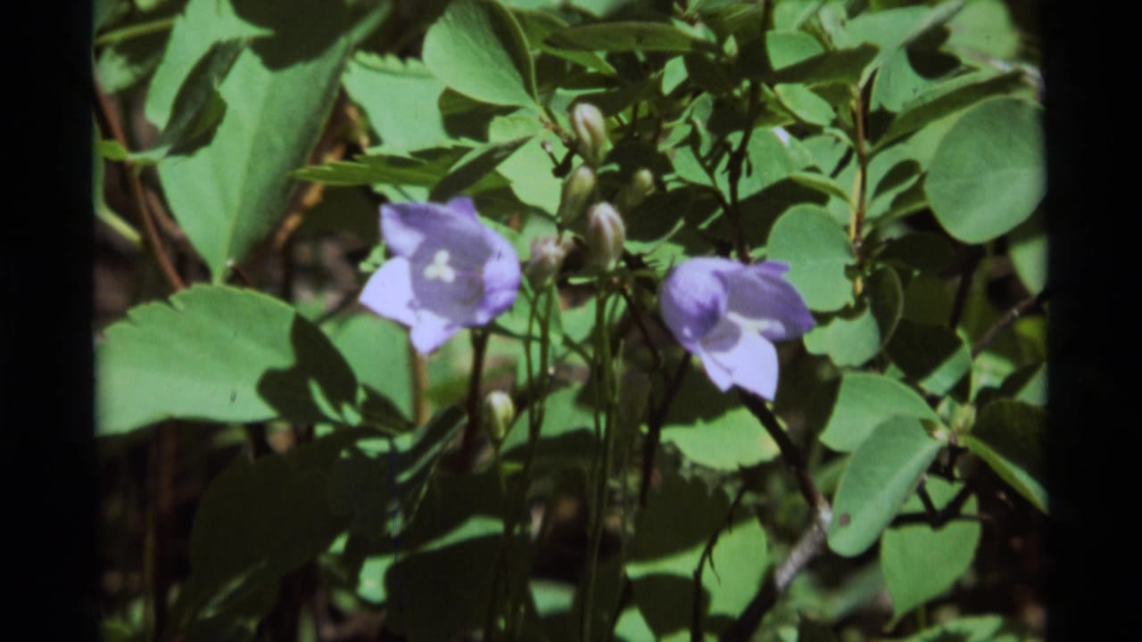 Purple bell-shaped wildflowers and unopened buds appear among bright green leaves in 1975 Agate Springs home-movie footage.