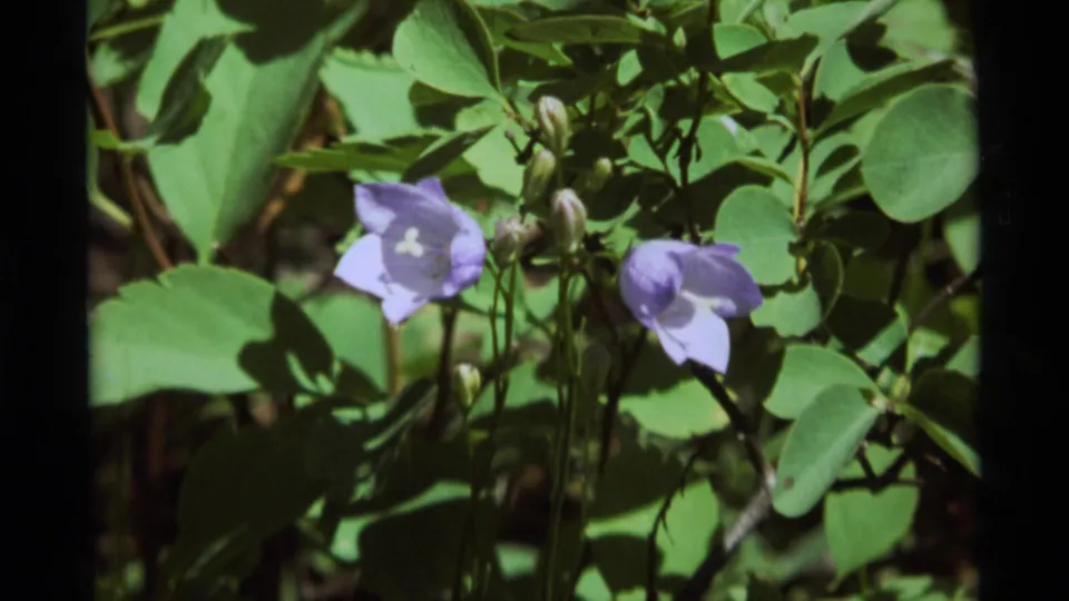 A closer 8mm frame shows purple bell-shaped flowers, buds, stems, and green leaves in the Montana location identified by metadata.