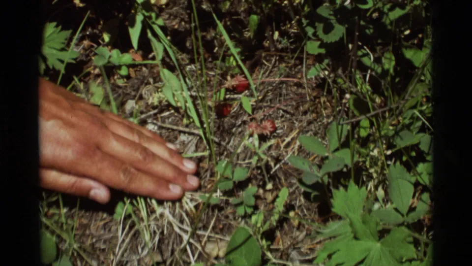 An adult hand touches or hovers over ground cover with soil, dry grass, green plants, and small red berries in 1975 Agate Springs footage.