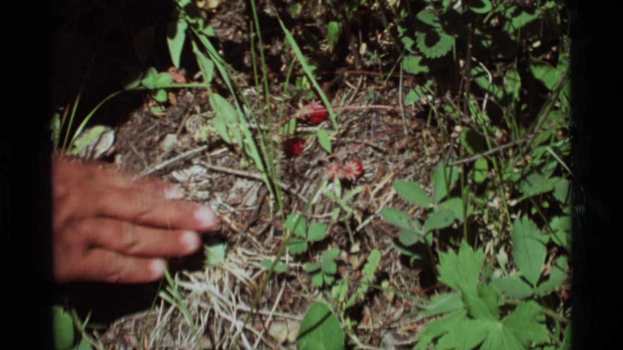 Hand near small wild strawberries on a leafy forest floor.