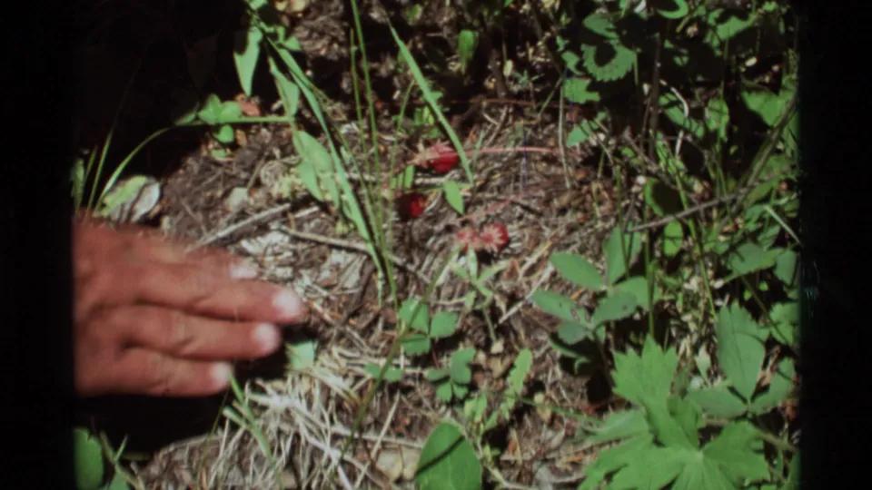 A hand reaches toward small red wild strawberries among leaves, dry needles, and grass in 1975 Agate Springs, Montana footage.