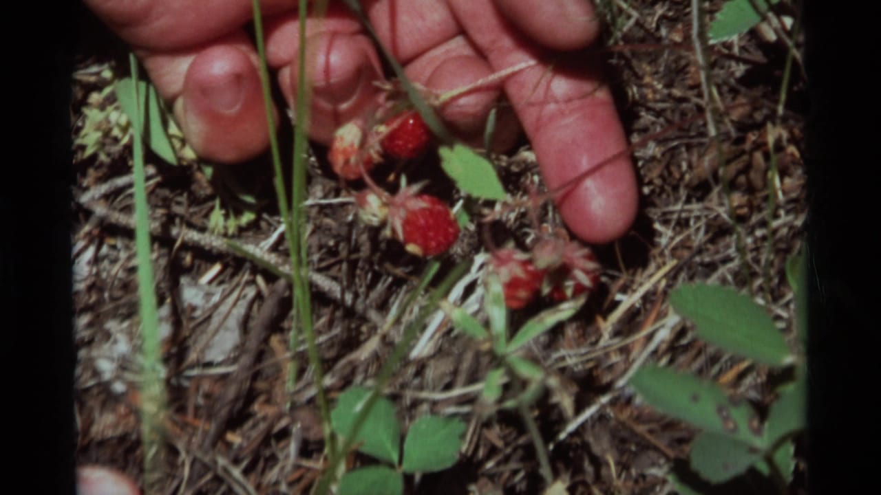 Close-up of fingers lifting wild strawberries from dry woodland ground cover in archival 8mm footage from Agate Springs, Montana.