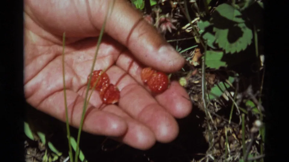 An open hand displays several small wild strawberries, with leaves, grass, and dry needles visible below in the 8mm close-up.