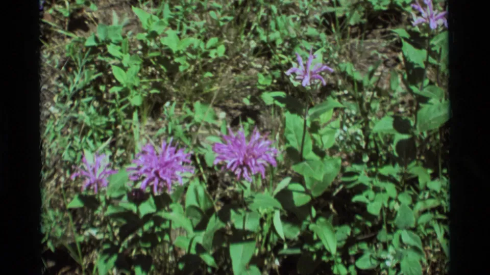 Purple wildflowers appear among green woodland plants and dry ground cover in the same Agate Springs, Montana home-movie clip.