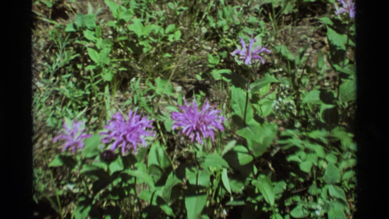 1975 8mm home-movie view from Agate Springs, Montana, showing purple wildflowers in a green meadow before the zoom moves closer.