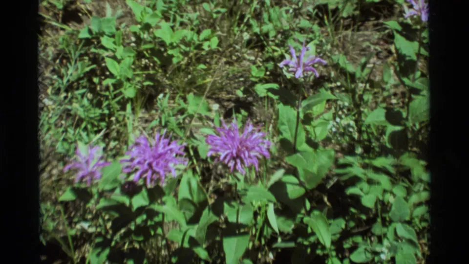 1975 8mm home-movie view from Agate Springs, Montana, showing purple wildflowers in a green meadow before the zoom moves closer.