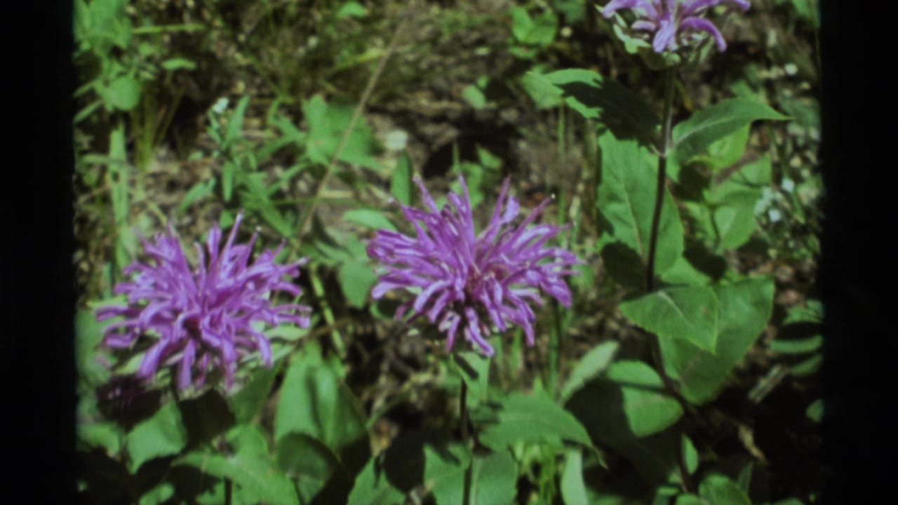 Mid-zoom 1975 8mm frame from Agate Springs, Montana, with several purple spiky blossoms and broad green leaves in sunlight.