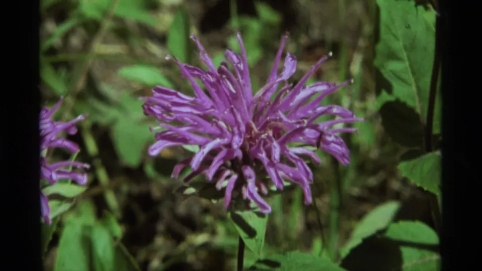 Close 1975 8mm home-movie frame of a purple wildflower in Agate Springs, Montana, with green leaves and soft meadow vegetation behind it.