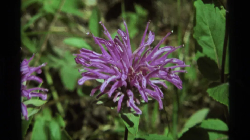 Final close 1975 8mm frame from Agate Springs, Montana, with a purple wildflower filling the foreground against green meadow foliage.
