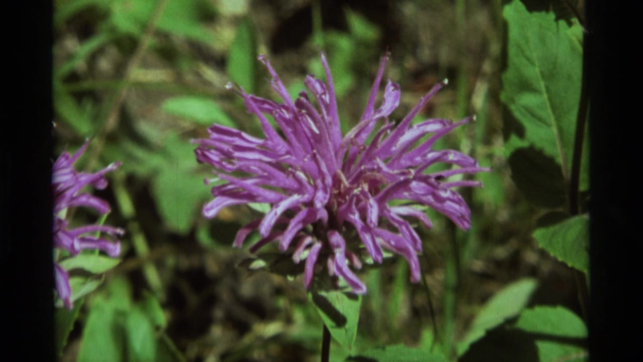 Close 1975 Agate Springs 8mm view of a purple fuzzy flower surrounded by green leaves in a shaded natural setting.