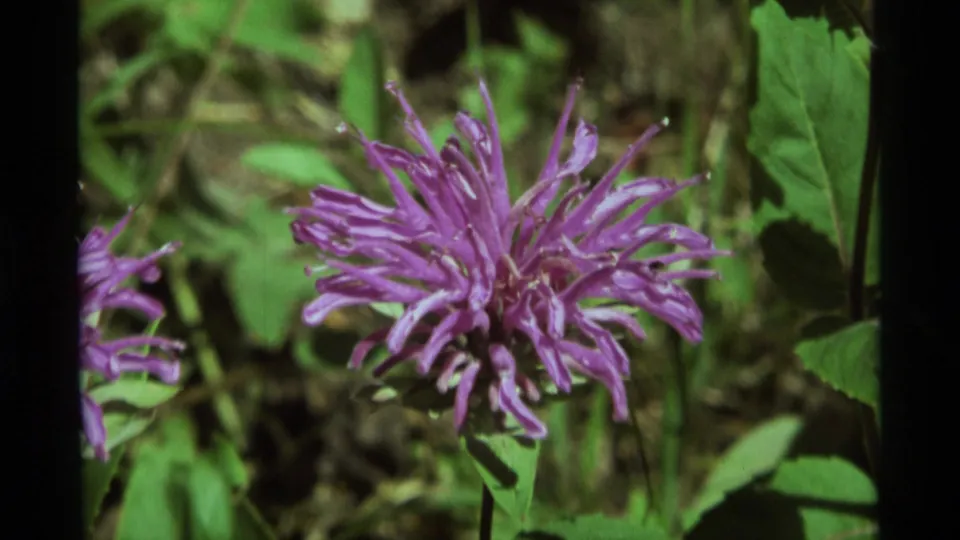Close 1975 Agate Springs 8mm view of a purple fuzzy flower surrounded by green leaves in a shaded natural setting.