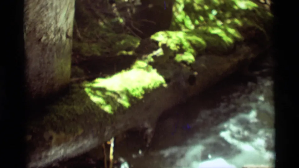 1975 Agate Springs 8mm frame showing mossy wood, a vertical trunk, and bright shallow water in a shaded woodland stream.