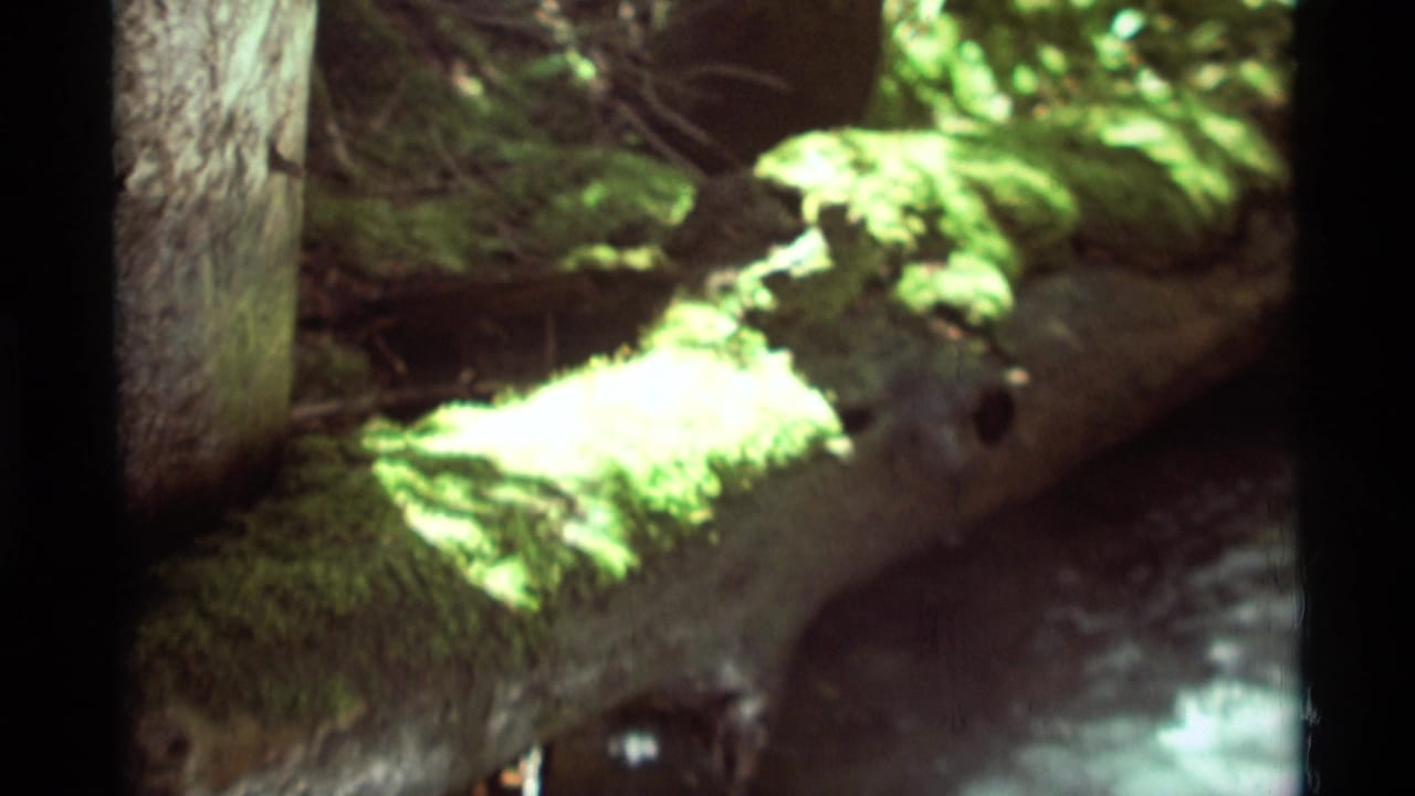 1975 Agate Springs 8mm frame showing green moss on a fallen log beside moving water under dappled forest light.