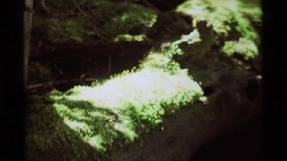 Close 8mm view from Agate Springs in 1975 of sunlit moss covering a weathered log against a dark wooded backdrop.