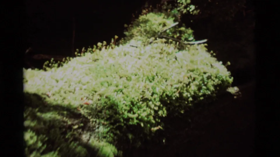 Dense moss and tiny stalks cover a rounded log surface in this 1975 Montana 8mm forest close-up.