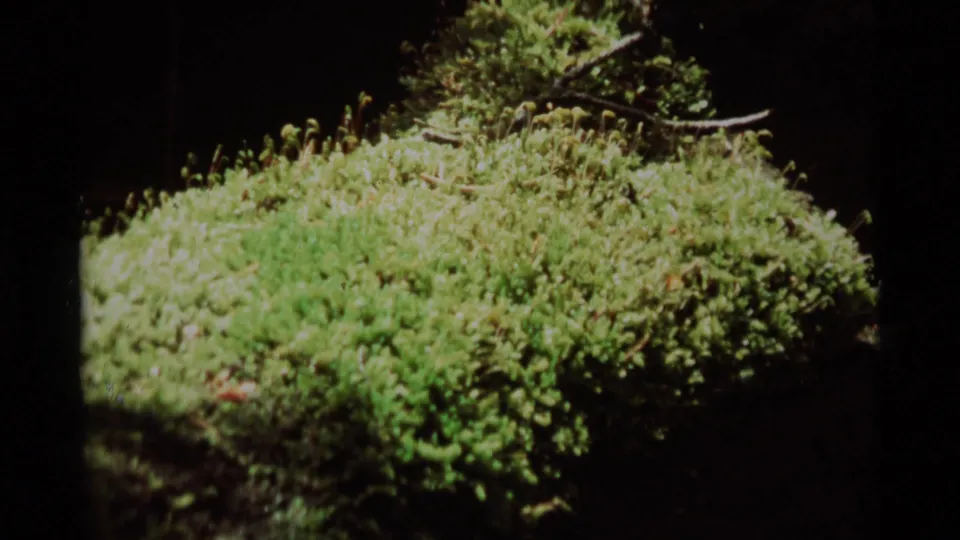 Final 8mm frame showing moss, small upright stems, and a shadowed forest background near Agate Springs, Montana.