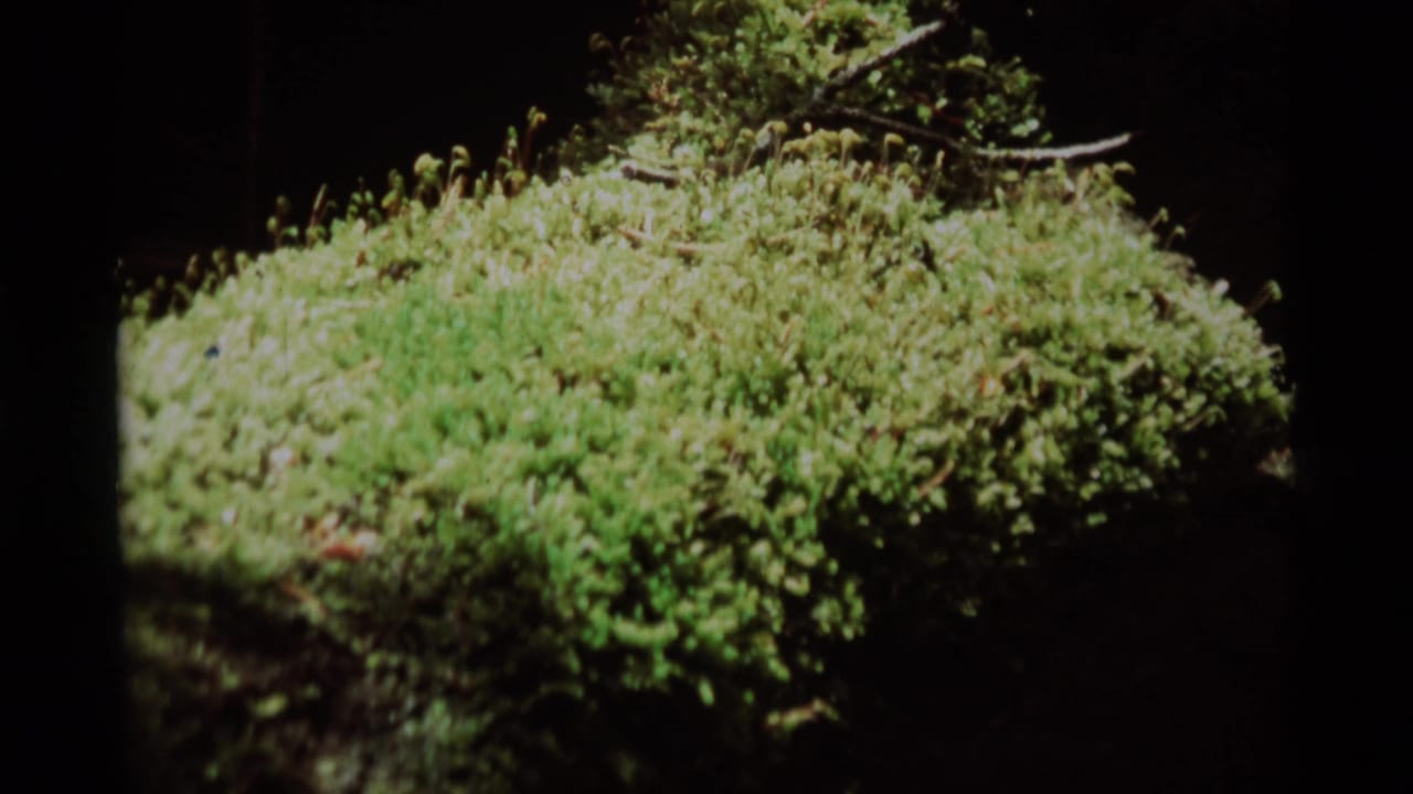 1975 8mm frame from Agate Springs, Montana showing green moss or low plants in soft focus with dark forest shadows behind.