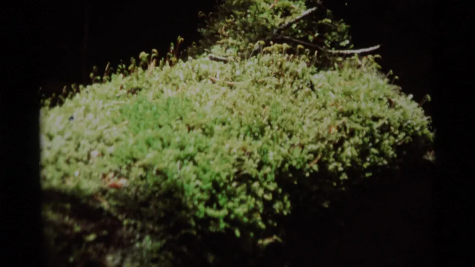 1975 8mm frame from Agate Springs, Montana showing green moss or low plants in soft focus with dark forest shadows behind.