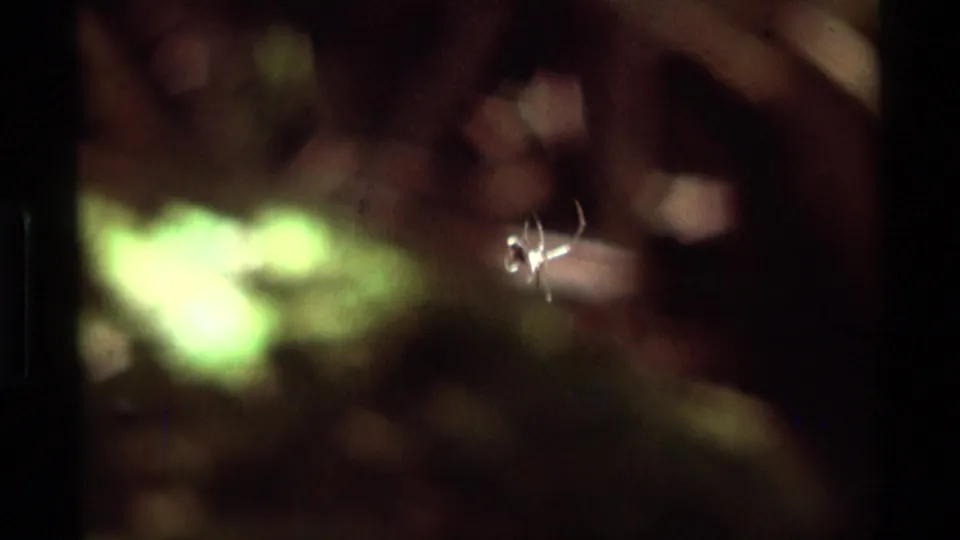 1975 8mm frame from Agate Springs, Montana showing a small spider suspended in its web against a dark blurred backdrop.