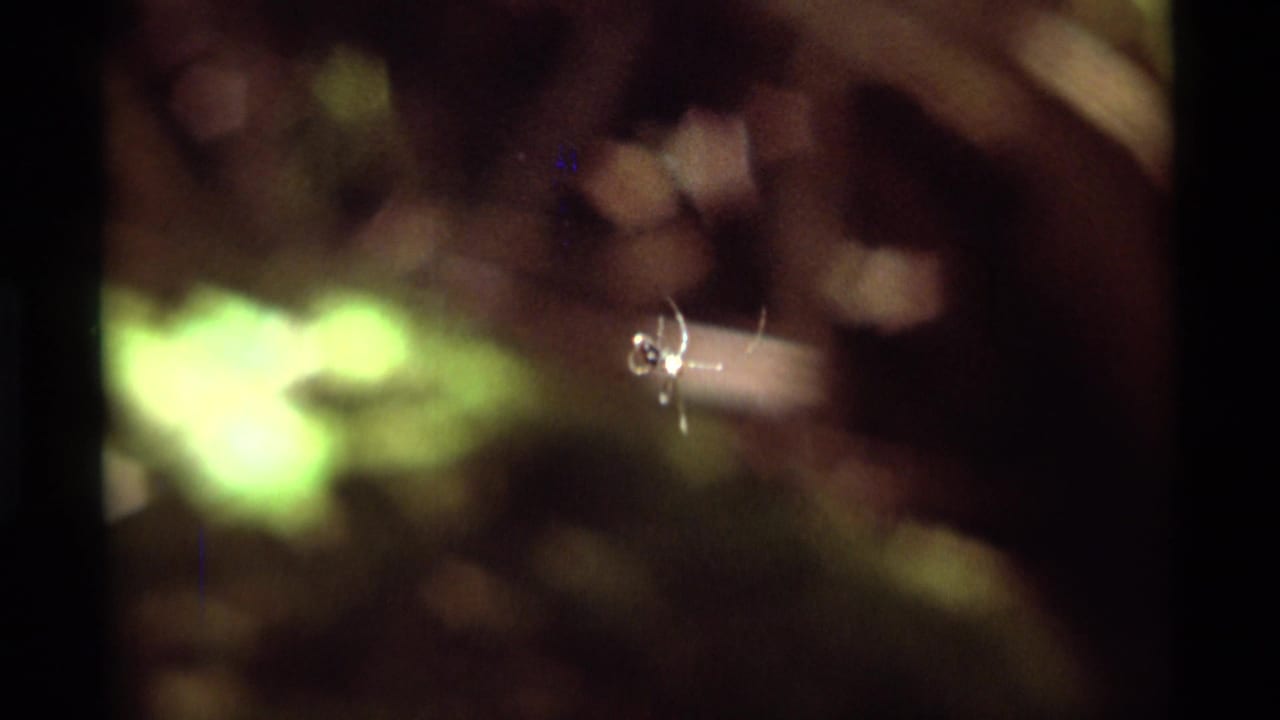 Small spider on fine web strands among soft-focus foliage in 1975 8mm footage from Agate Springs, Montana.