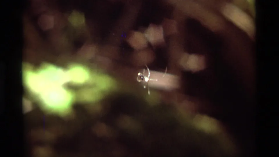 Small spider on fine web strands among soft-focus foliage in 1975 8mm footage from Agate Springs, Montana.