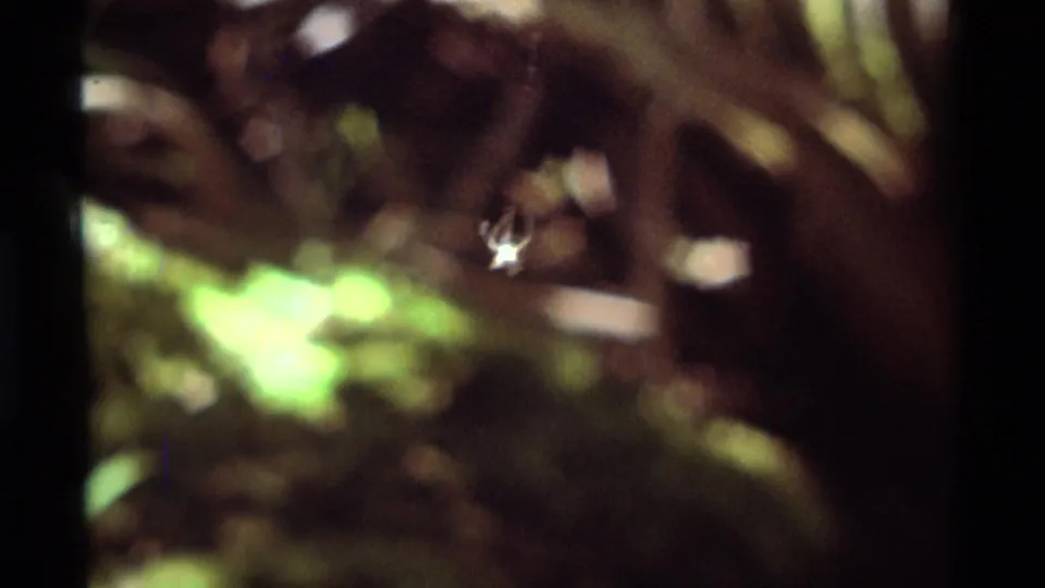 Spider appears suspended in a dim, leafy outdoor close-up from archival 8mm footage in Montana.